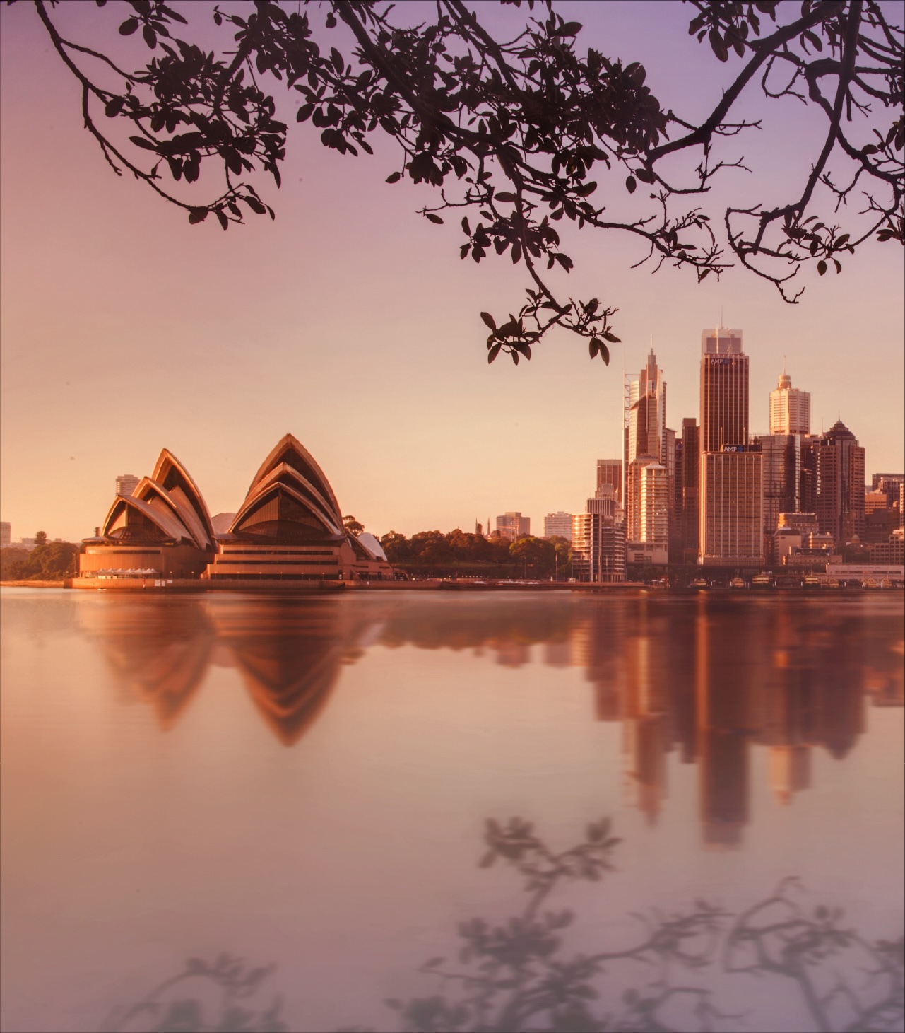 Sydney Opera House and city skyline reflected on calm water at sunrise, framed by tree branches overlooking Sydney Harbour.